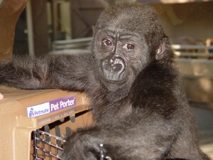 Bangori Baby Western Lowland Gorilla